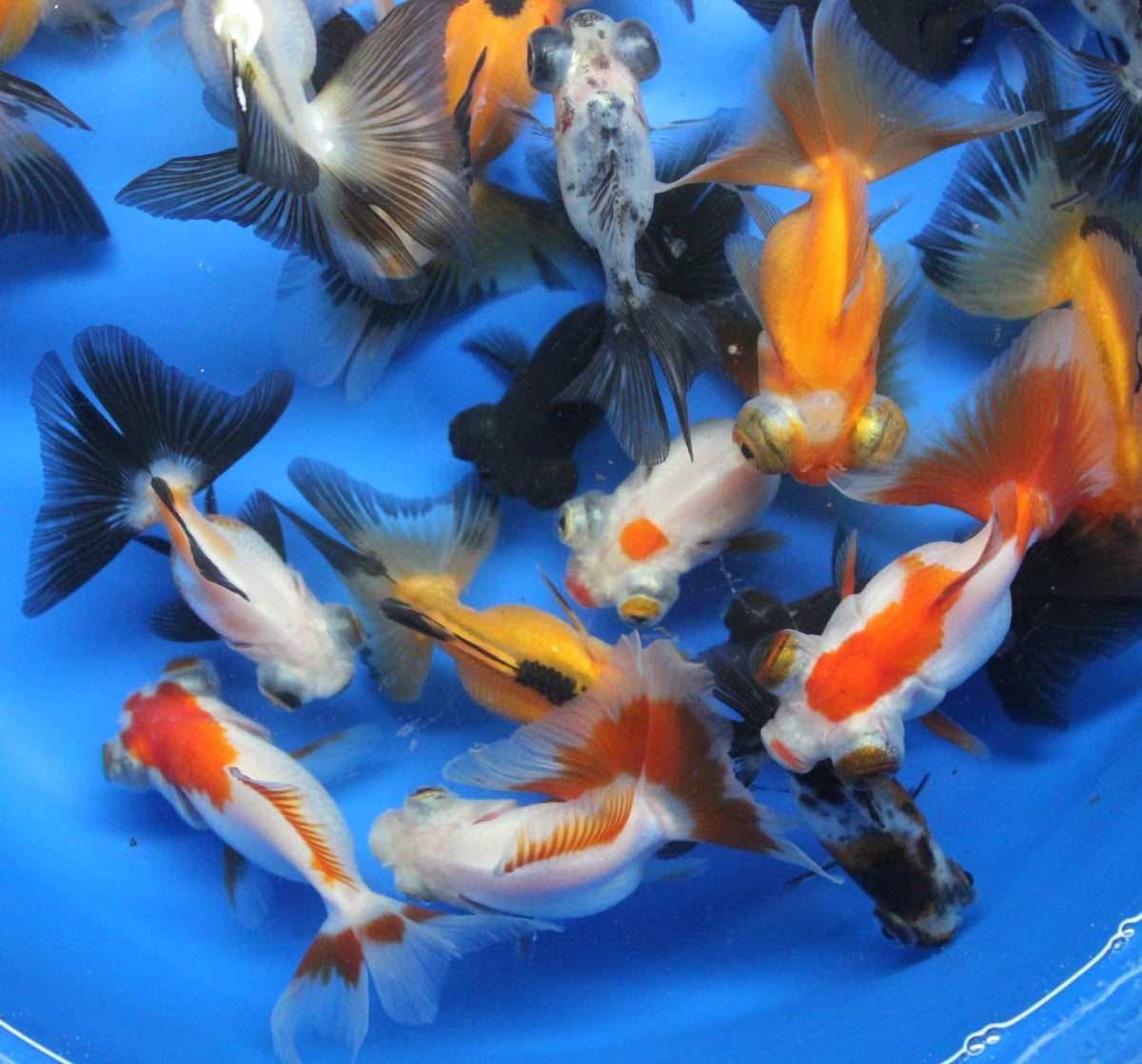 Butterfly goldfish deals