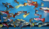 Family Pack of 25 Fancy Guppies, Live Tropical Fish for Aquarium, Pond, Fish Tank - Free Shipping