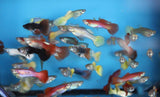 Family Pack of 25 Fancy Guppies, Live Tropical Fish for Aquarium, Pond, Fish Tank - Free Shipping