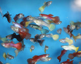Family Pack of 25 Fancy Guppies, Live Tropical Fish for Aquarium, Pond, Fish Tank - Free Shipping