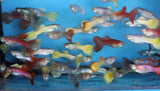 Family Pack of 25 Fancy Guppies, Live Tropical Fish for Aquarium, Pond, Fish Tank - Free Shipping