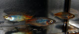 10 pack of Boesmani rainbow fish - Free Shipping
