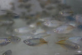 10 pack of Boesmani rainbow fish - Free Shipping