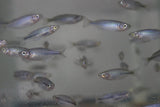 10 pack of Boesmani rainbow fish - Free Shipping