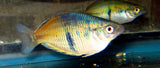10 pack of Boesmani rainbow fish - Free Shipping