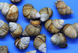 10 Pack of Trapdoor Snails (Free Shipping)