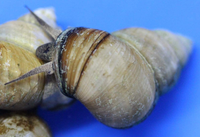 100 Pack of Trapdoor Snails (Free Shipping)