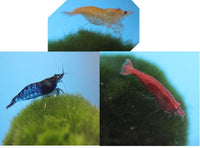 Family of 6 Mixed Color Live Freshwater Shrimp - Free Shipping