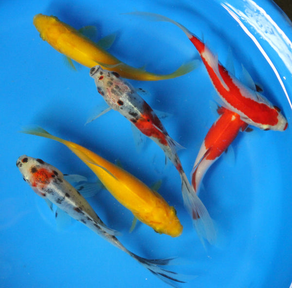 6 Pack of 4-5 inch Mixed Live sarasa, shubunkin, Yellow Comet Goldfish