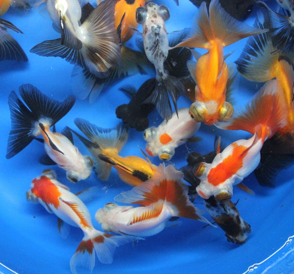 5 pack mixed butterfly tail goldfish - Free Shipping