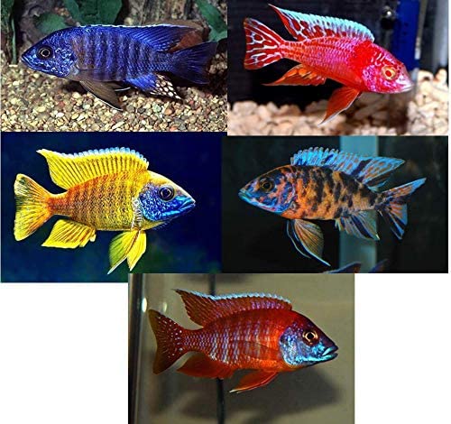 Family of 5 live African cichlids - Peacocks - Free Shipping