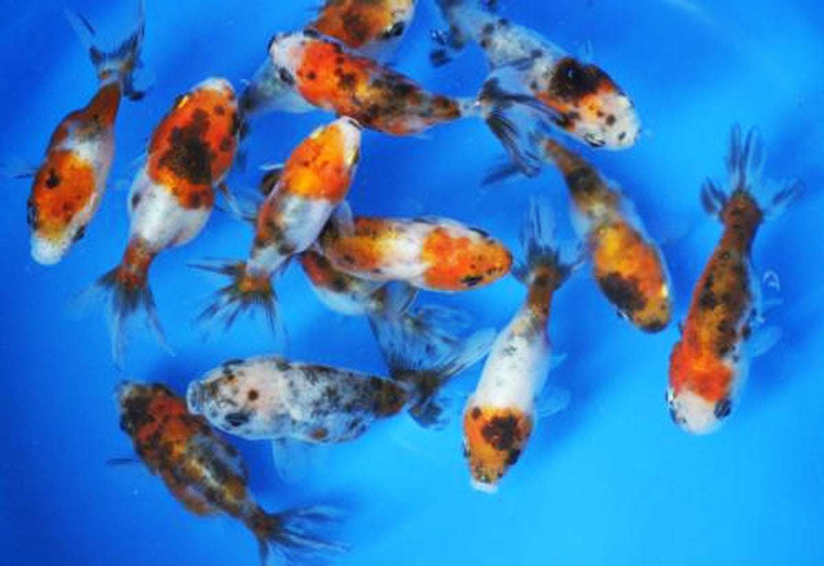 Calico Ranchu – That Fish Shop