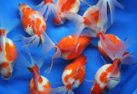 Crown Pearlscale Goldfish