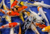 20 pack of Select 3-inch Mixed Koi