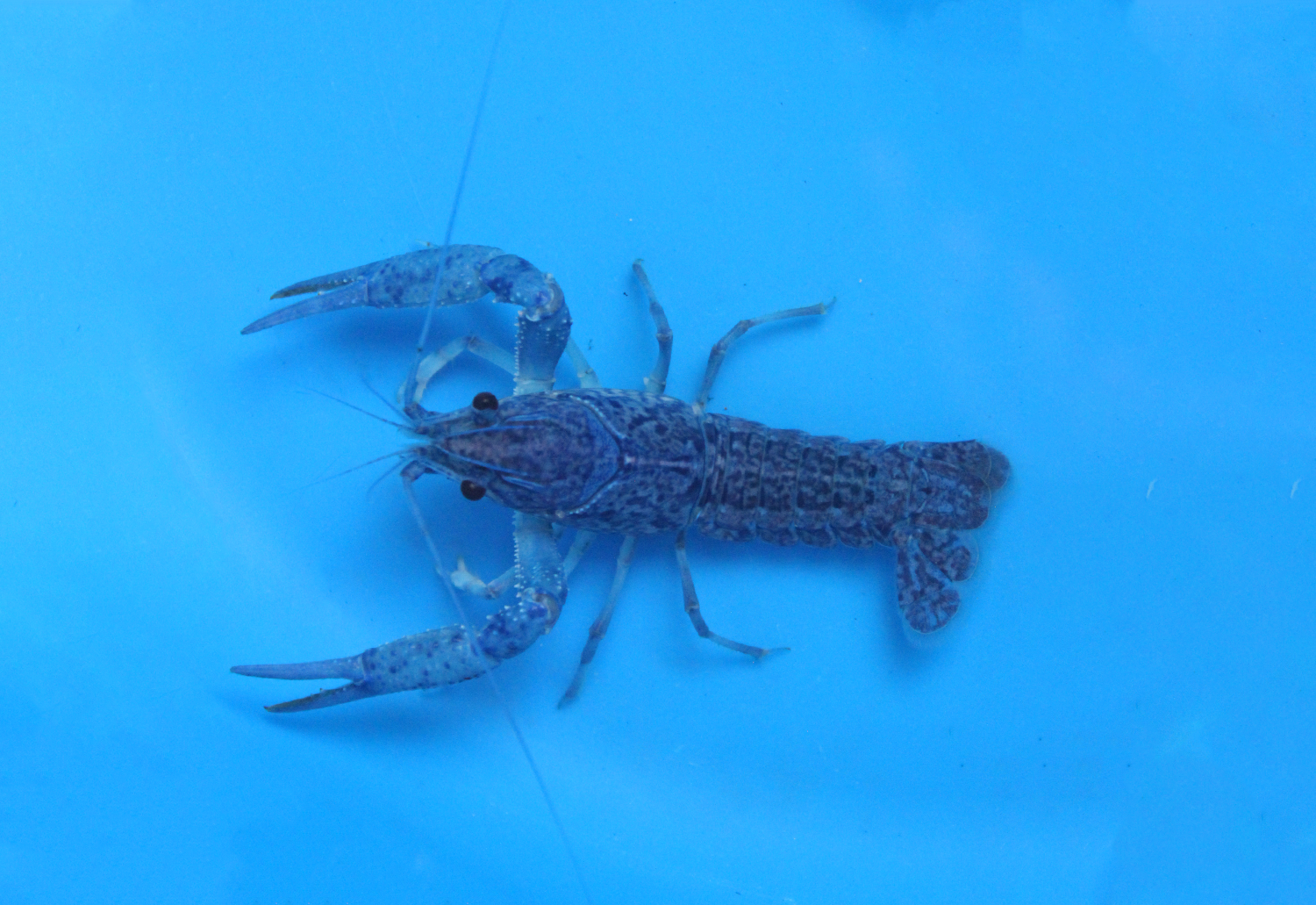 Crayfish – That Fish Shop