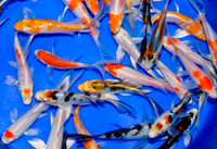 10 pack of Select 5-inch Butterfly Koi