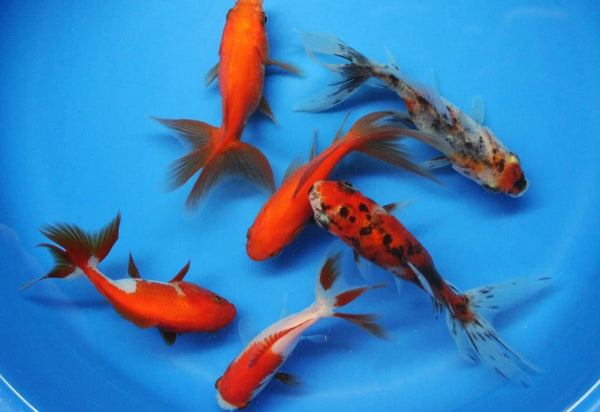 12 Pack 3-4 inch Fantail Goldfish (Free Shipping)