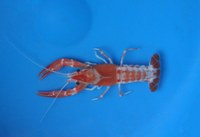 2-3 inch Fireball Crayfish