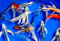 10 pack of Select 5-inch Butterfly Koi