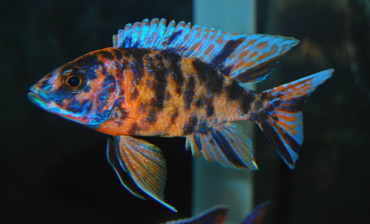 OB Peacock cichlid – That Fish Shop