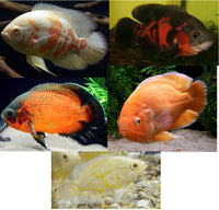 Family of (5) Live Oscars 2" Live Tropical Fish - Free Shipping