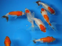 Red and white ranchu Fancy Goldfish sm.