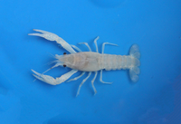 2-3 inch White Crayfish
